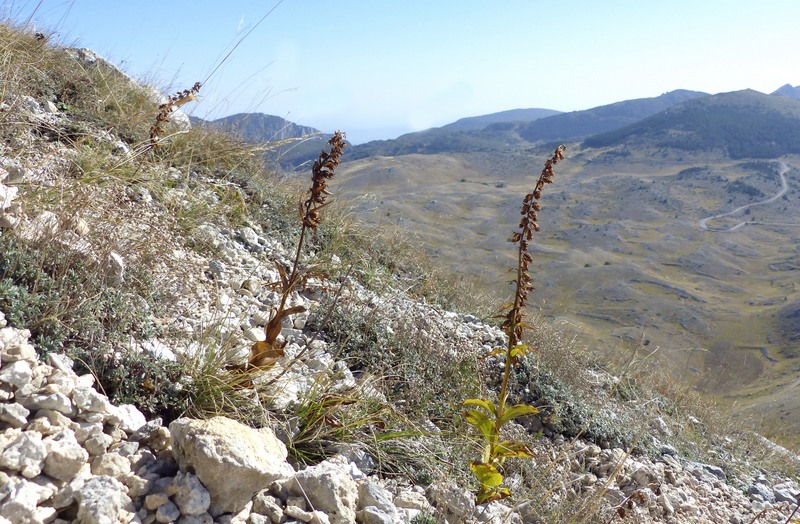 Epipactis da classificare: Campo Imperatore (AQ) luglio 2023.